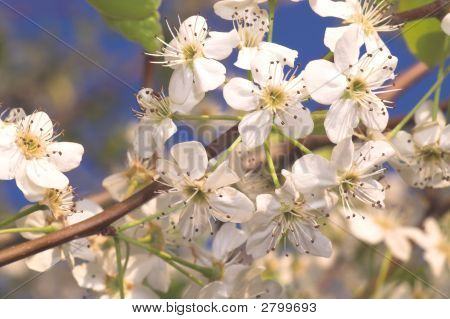 Fersken Blossum