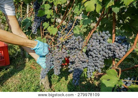 Cutting Of Grape Bunches During The Harvest In The Cannubi Region In Braolo, Piedmont - Italy