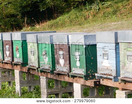 A File Of Beehives In A Meadow In The Langhe, Piedmont - Italy