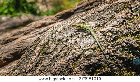Lizard Walking On A Tree Trunk In Nature Of The Portugal