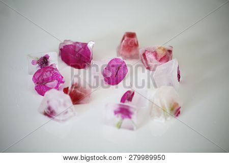 Frozen Ice Cubes With Bright Fuchsia Leaves, Petals Anf Flowers
