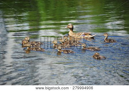 Wild Duck (anas Plathyrhynchos) Family Floating In The Lake
