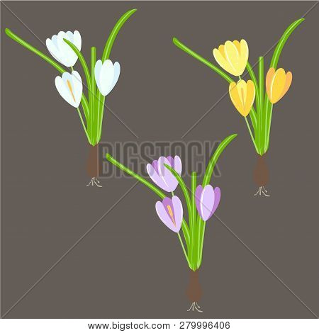 Crocus. Yellow. Blue, Violet Spring Flowers, Green Leaves On Black Background. Flat Design Element S