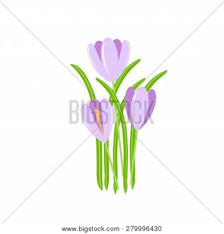 Crocus. Violet Spring Flowers, Green Leaves On White Background. Flat Design Element Stock Vector Il