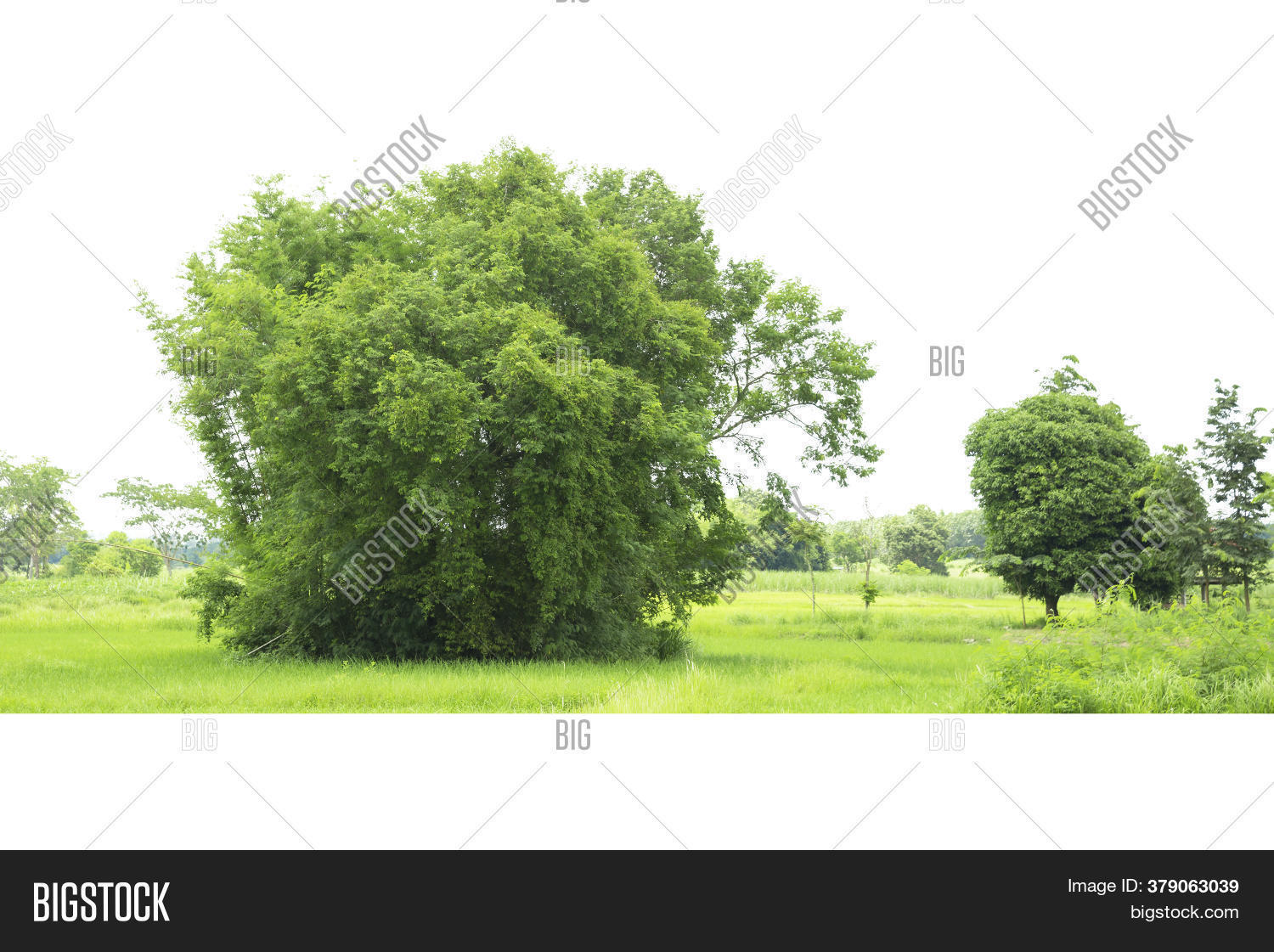 Tree Line Isolated Image & Photo (Free Trial) | Bigstock