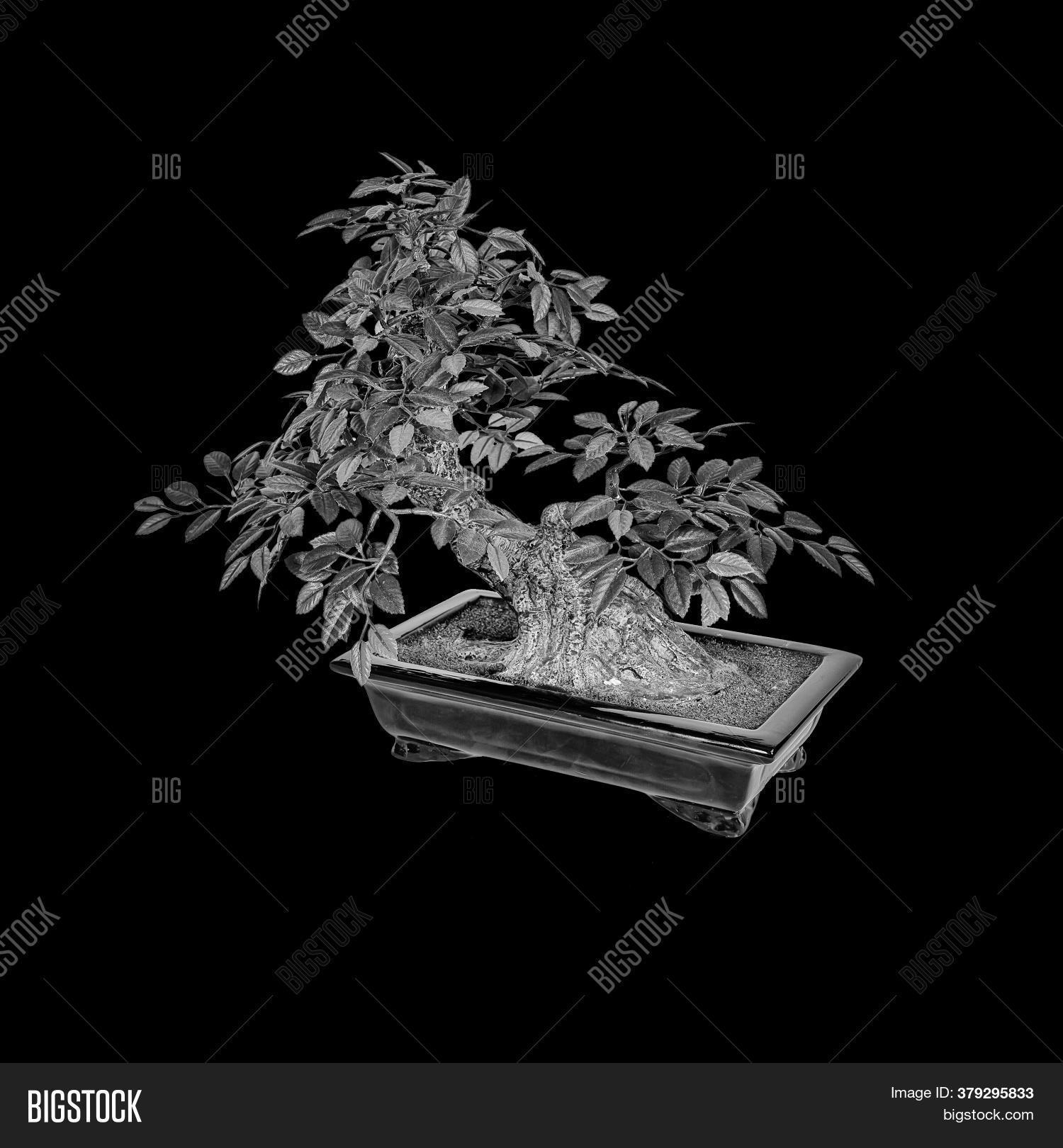 Bonsai Tree Isolated Image & Photo (Free Trial) | Bigstock