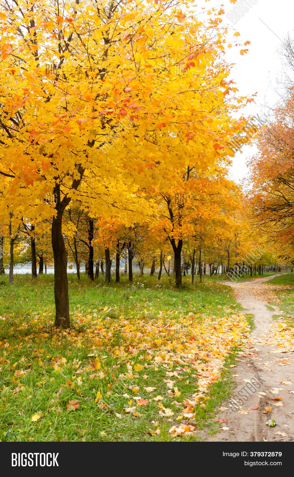 Maple Trees Yellow Image & Photo (Free Trial) Bigstock