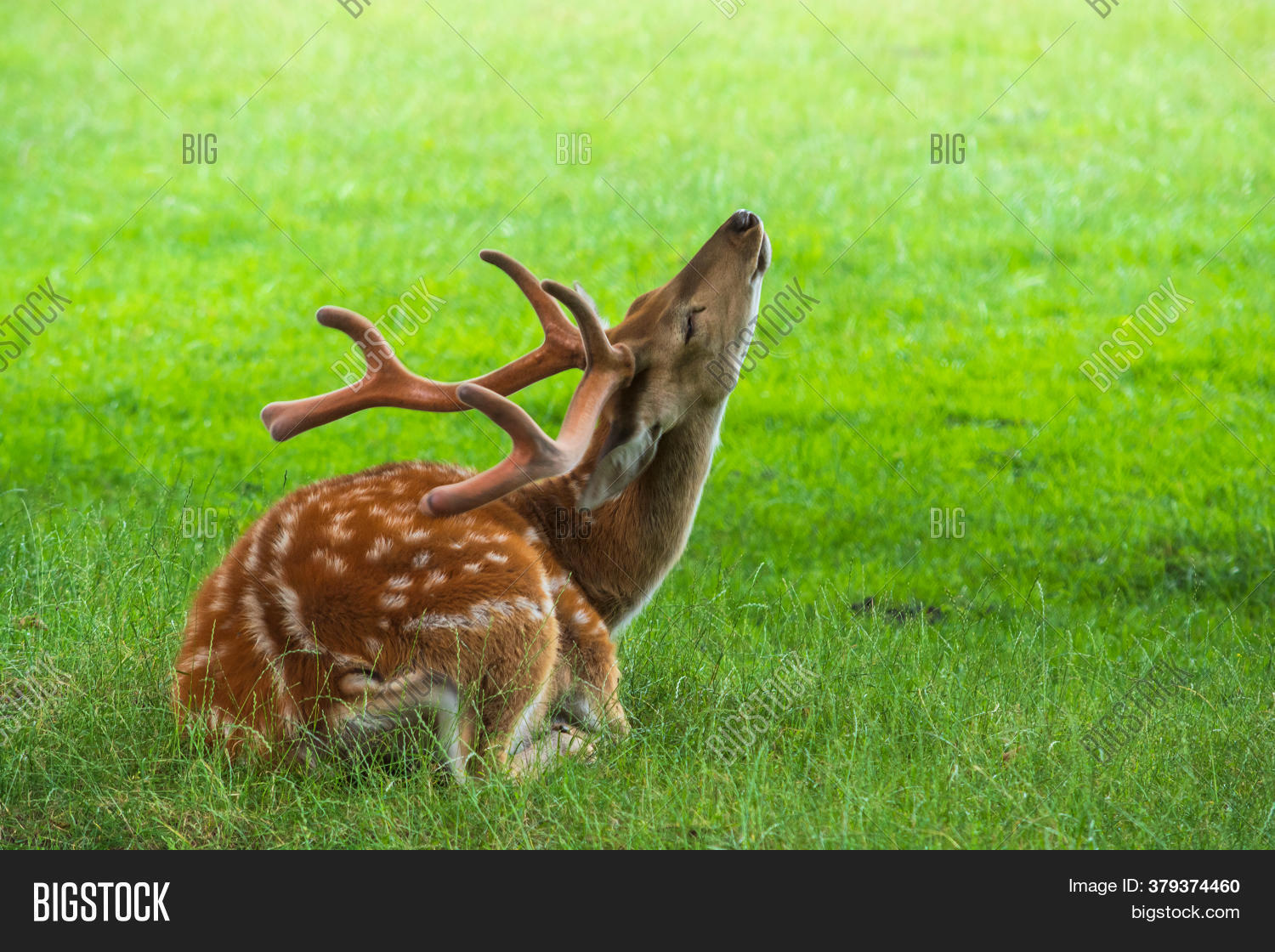 Noble Deer Male Lying Image & Photo (Free Trial) Bigstock