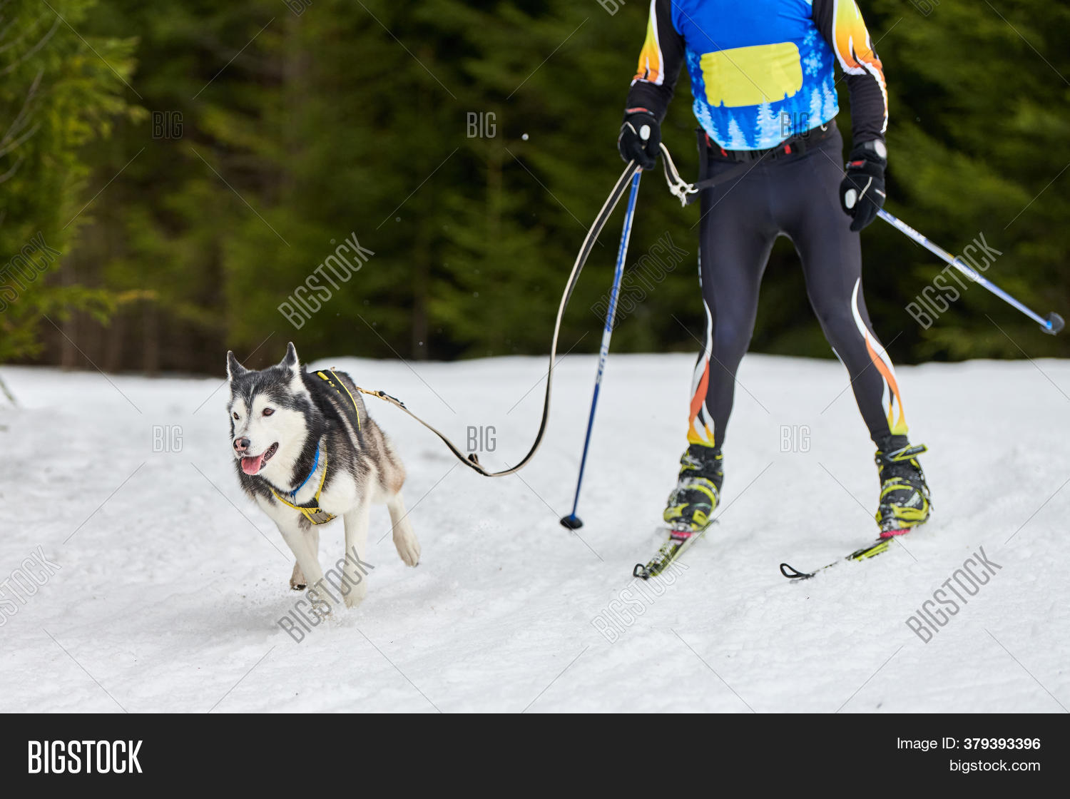 Skijoring Dog Racing. Image & Photo (Free Trial) Bigstock