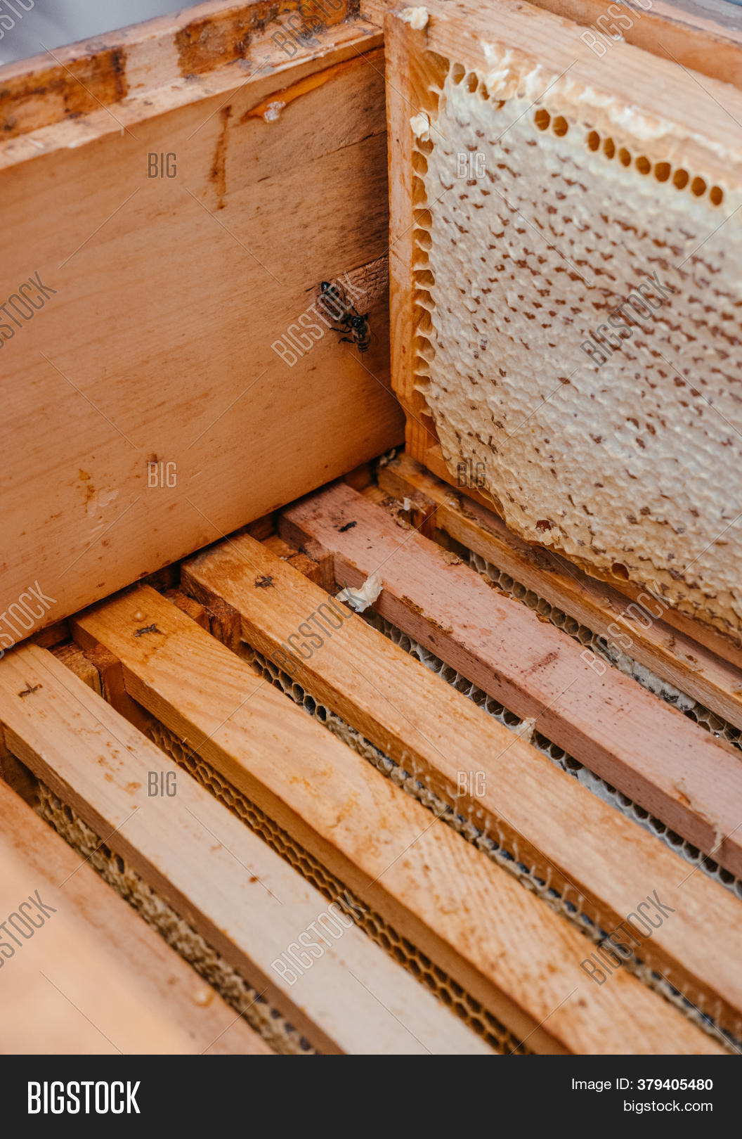 Frame Honey Image & Photo (Free Trial) Bigstock