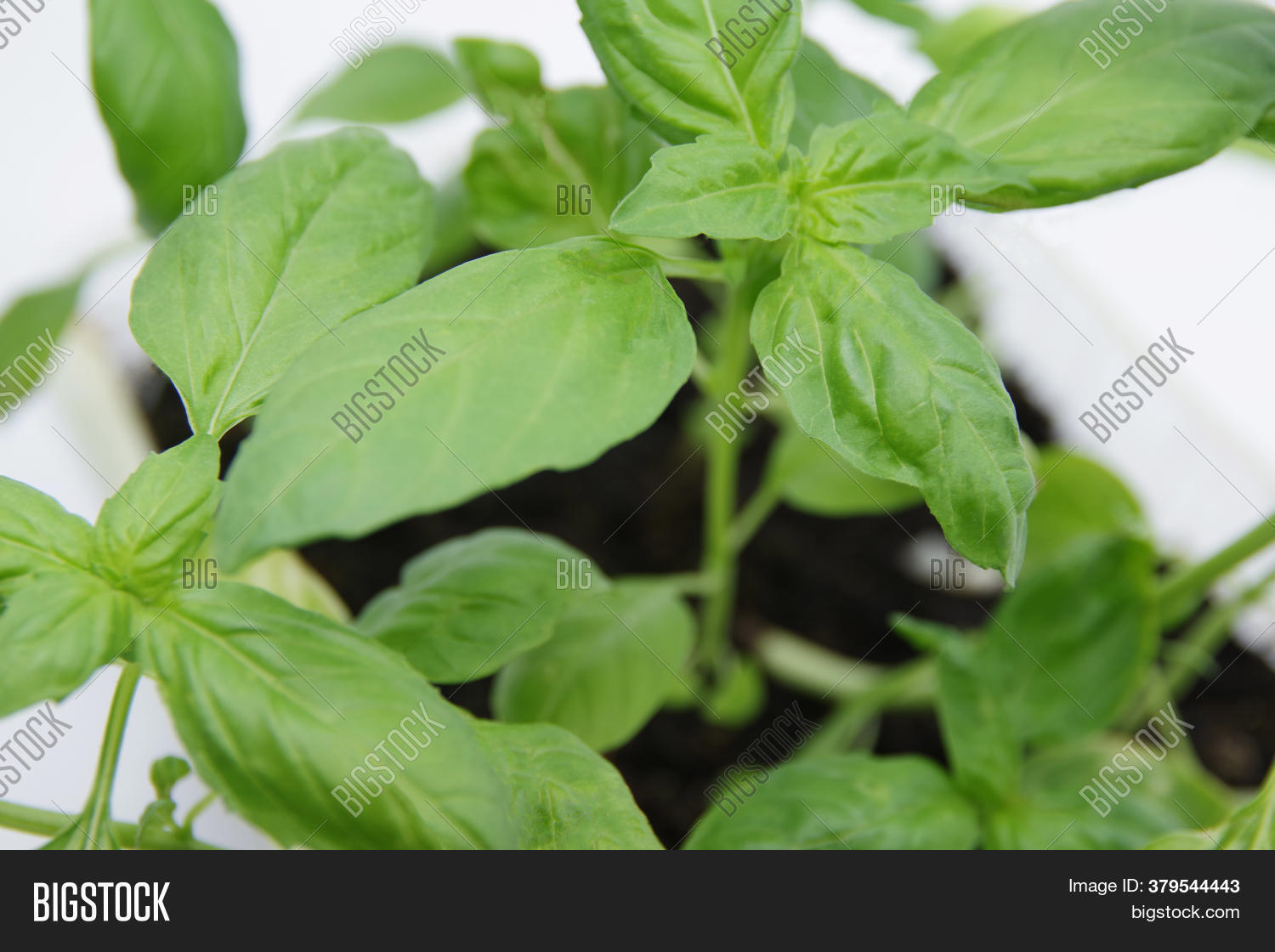 Green Fresh Basil Leaf Image & Photo (Free Trial) Bigstock