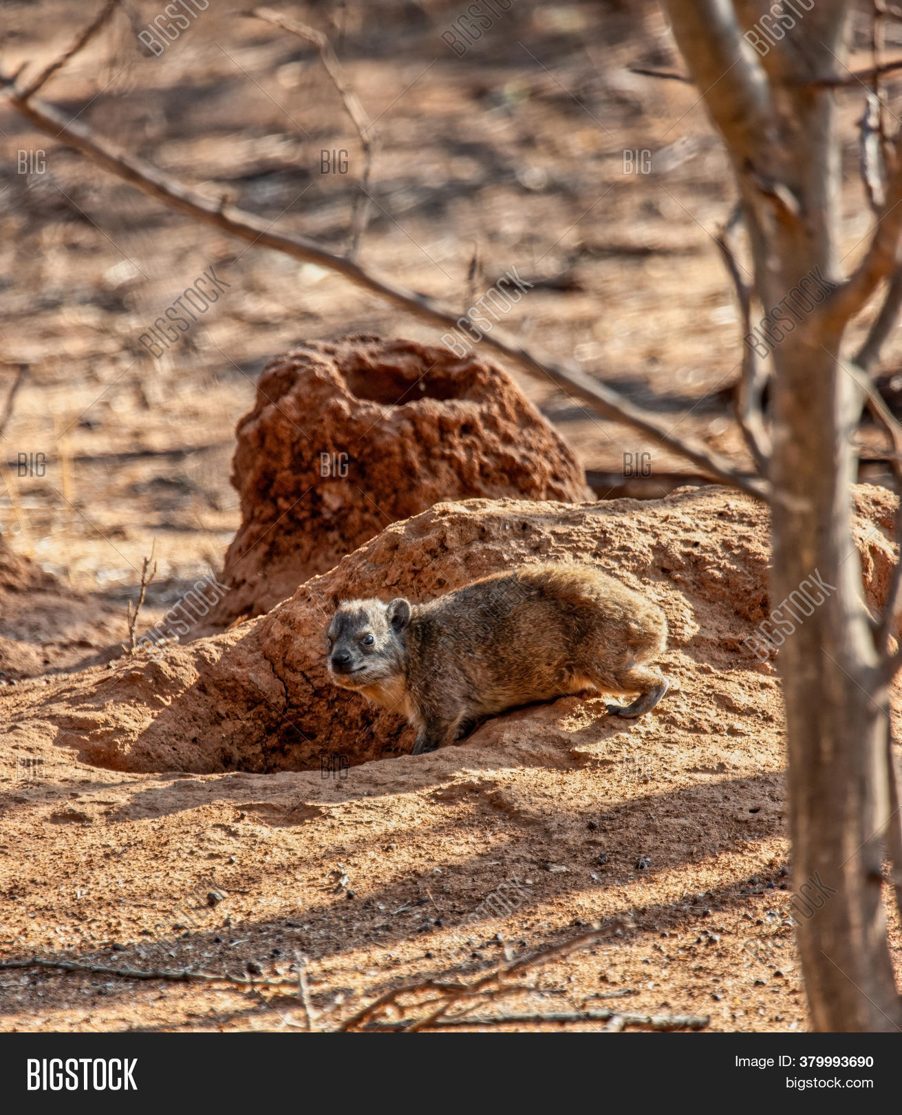 Rock Rabbit Digging Image & Photo (Free Trial) Bigstock