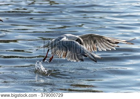 A Close Up View Of A Seagull That Is Diving Under Water To Get Some Food That Is Sinking To The Bott
