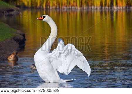 The Beautiful White Swan With Spred Wings In The Multicolored Autumn Background