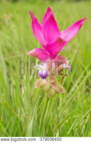 Close Up Siam Tulip (krachiew Flowers) And Grasshopper On Field