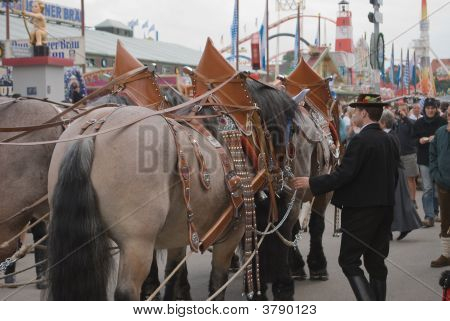 Oktoberfest-Pferde
