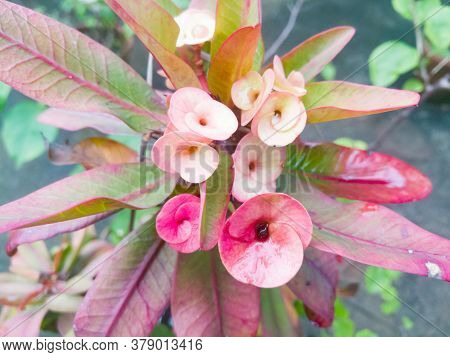 Good Looking Euphorbia Flowers With Skin And Red Tones On It.the Leaves Also Has Red And Green Shade