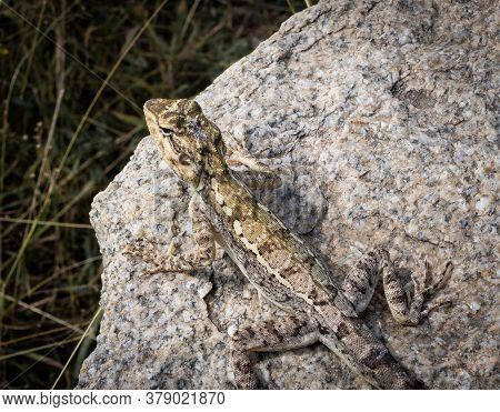 A South Indian Rock Agama Lizard On A Rock Also Known As Psammophilus Cf.dorsalis, Gray