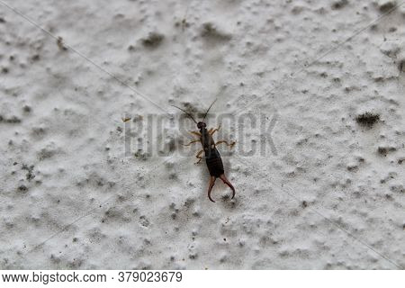 The Picture Shows An Earwig On The White Wall