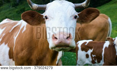 Cattle In A Alpine Mountain Pasture. Grass Fed Cows Are Rich In Omega-3 Fatty Acids.