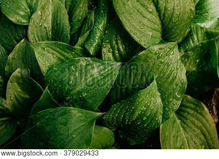 Large Beautiful Drops Of Transparent Rain Water On A Green Leaf Macro.
