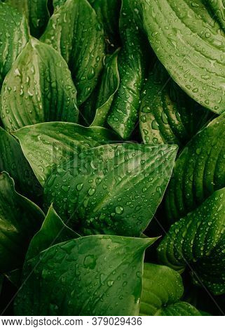 Large Beautiful Drops Of Transparent Rain Water On A Green Leaf Macro.