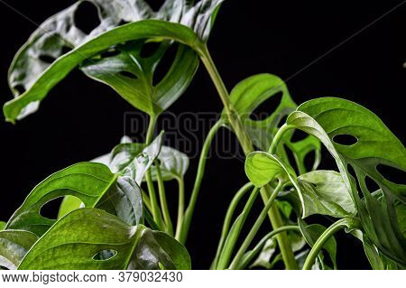 Swiss Cheese Plant (monstera Adansonii) On A Dark Background. Beautiful Tropical Houseplant Detail.