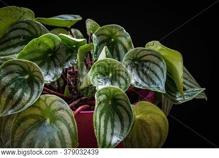 Watermelon Peperomia (peperomia Argyreia) Plant With Attractive Stripy Pattern On Dark Background.