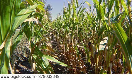 Rows Of Fresh Unpicked Corn In The Cornfield