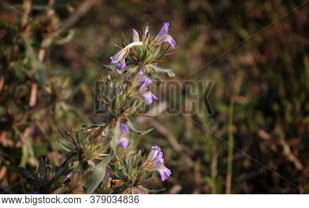 Hygrophila Auriculata Plant With Flower With Selective Focus, It Is A Medicinal Plant, Also Known As