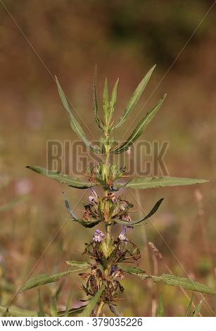 Hygrophila Auriculata Plant With Selective Focus, Also Known As Gokulakanta Or Kokilaksha