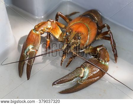 Signal Crayfish, Pacifastacus Leniusculus,  In A Water Tank
