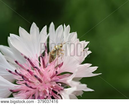 Close-up Of Bishop Bug Sitting In A White Pink Cornflower