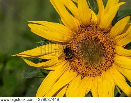 Close-up Of Sunflower, Helianthus Annuus, With Humblebee