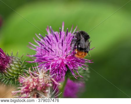 Close-up Of Humblebee On A Thistle Blossom