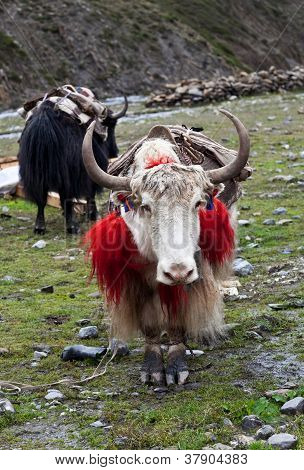 Yaks ในหิมาลัยเนปาล