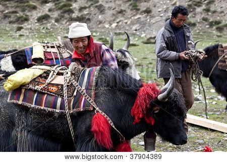 Tibetanske drover med Jaker