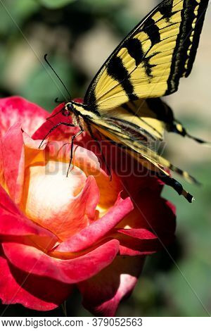 Closeup Of Bright Black And Yellow Tiger Swallowtail Butterfly Resting Atop A Beautiful Multicolored