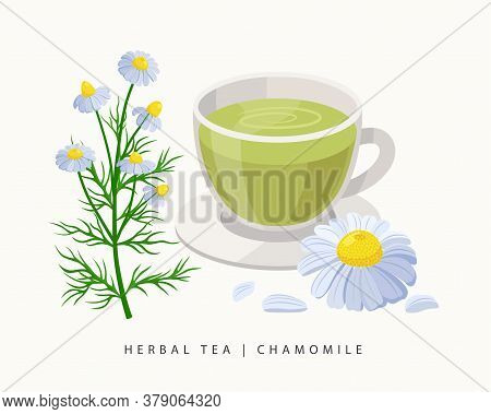 Chamomile Herbal Tea Isolated On White Background. Camomile Flowering Plant Vector Botanical Illustr