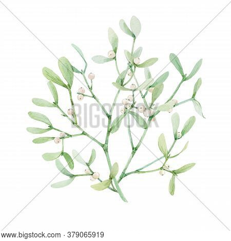 Beautiful Image With Watercolor Mistletoe Plant. Stock Illustraqtion.