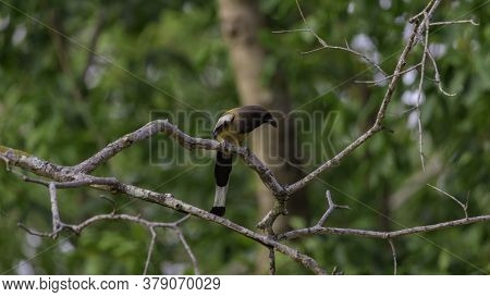 The Rufous Treepie, Dendrocitta Vagabunda Native To The Indian Subcontinent Sitting On The Dry Tree 
