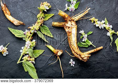 Althaea Root In Herbal Medicine