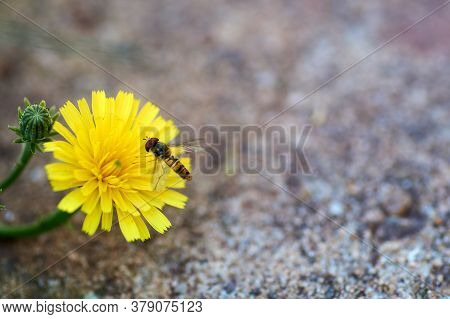 Closeup View Of A Hoverfly - Family Syrphidae