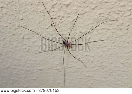 The Picture Shows A Harvestman On A White Wall