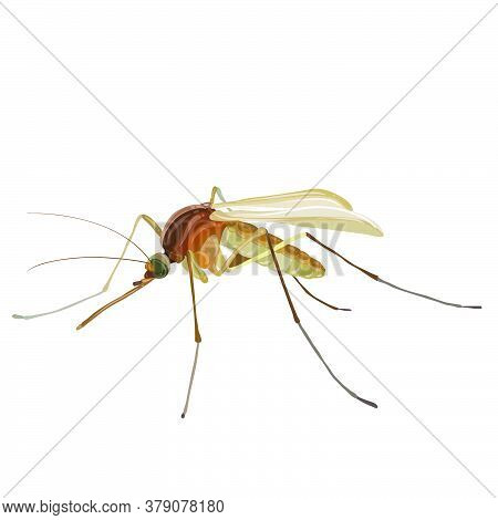 Insect Mosquito, Isolated Object On White Background, Vector Illustration, Eps