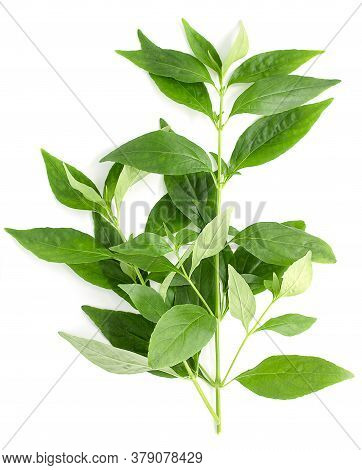 Andrographis Paniculata Plant On White Background,top View