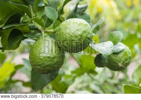 Fresh Bergamots And Leaves On Tree With Water Drops On Them Fruity,   With Herbaceous Bergamia Aroma