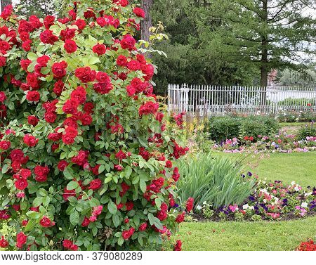 Many Red Roses On A Large Bush Covered With Flowers, Green Leaves, Lawn, Abundant Flowering, Park Ga