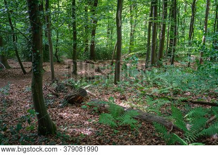 View Downhill Into A Summer Forest With Foliage Covered Ground.