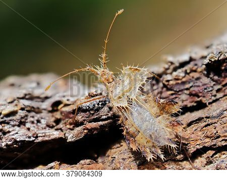 Phyllomorpha laciniata (the golden egg bug) in natural habitat